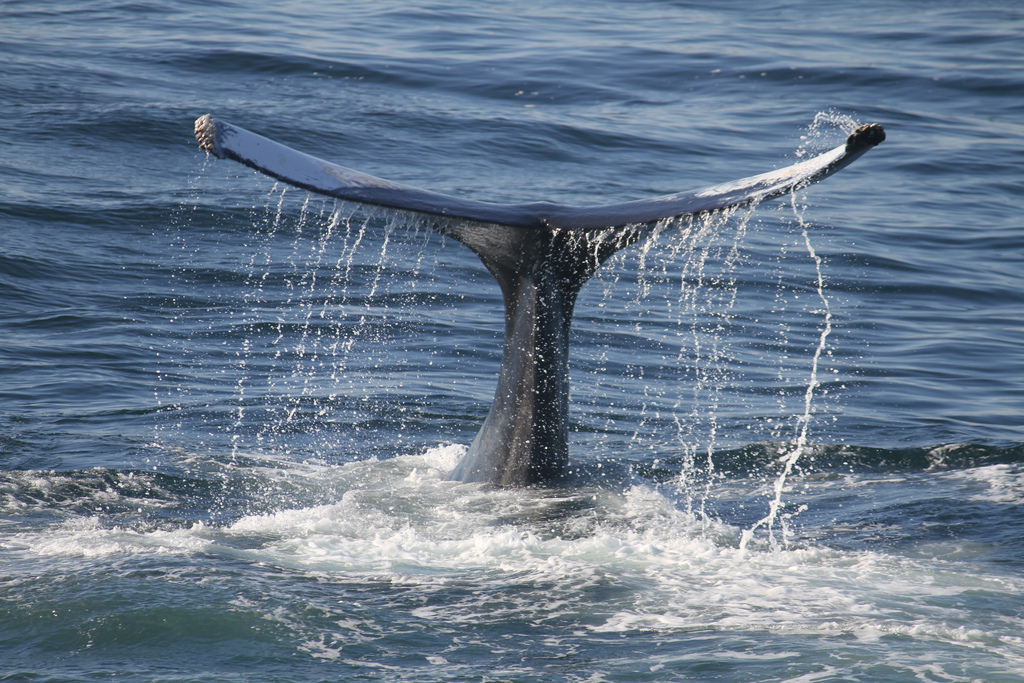 Whale Watching, Tenerife: Feel the Wild