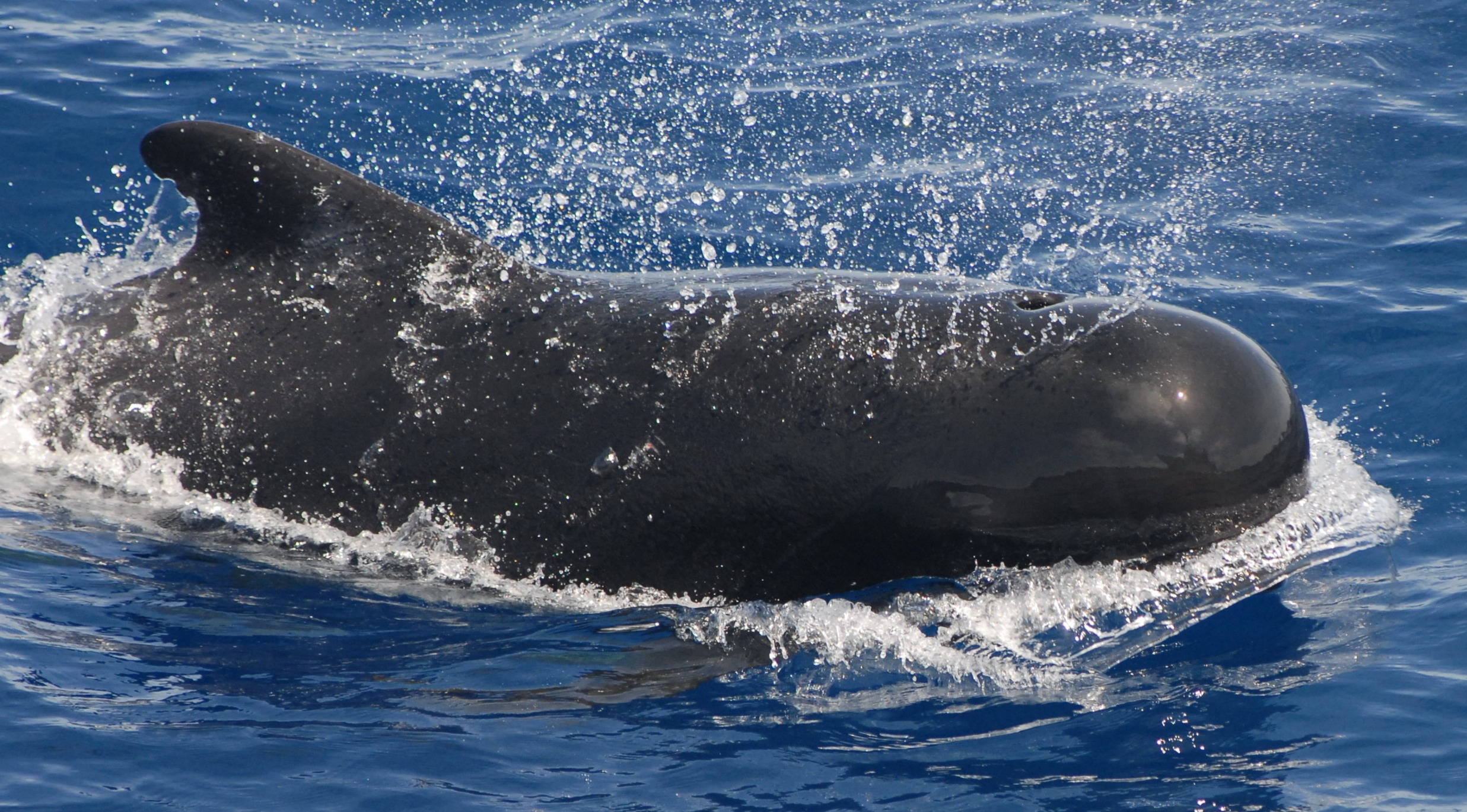 Whale watching in Tenerife