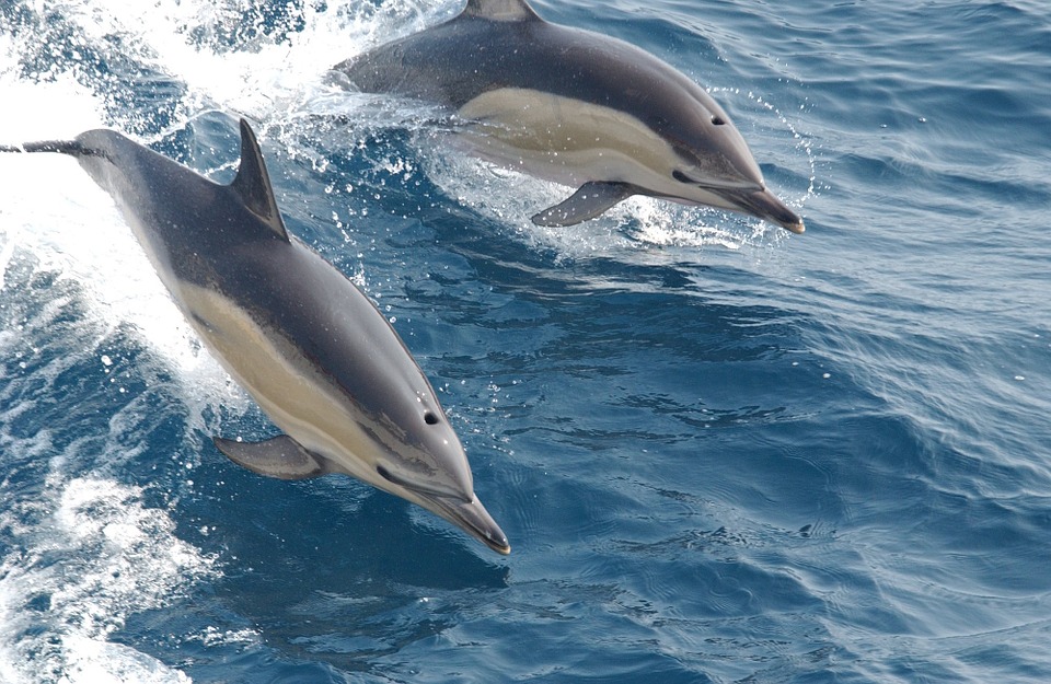 Dolphin and whales in Tenerife