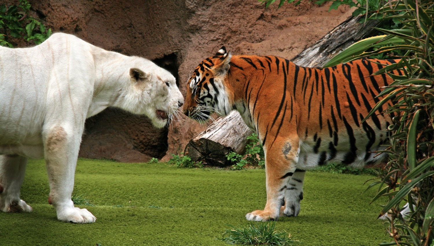 Loro Parque Tenerife